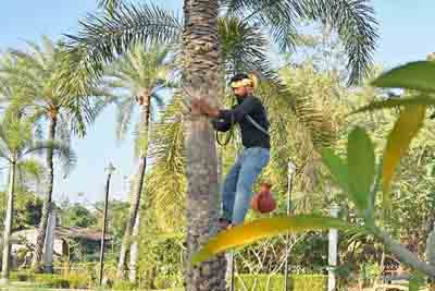 A man climbs in a Date Palm tree to collect date tree juice, or date palm sap (Khejur Rosh) , at the outskirts of Agartala on December 15 morning.